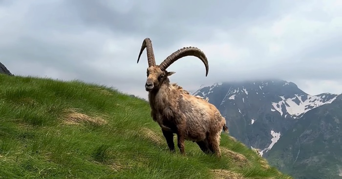 Phong thủ 2027 trong lịch âm là năm Đinh Mùi – năm con Dê