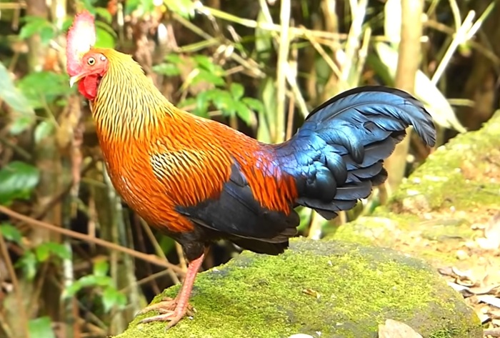 Phong thủ 2029 năm Kỷ Dậu – năm con Gà.