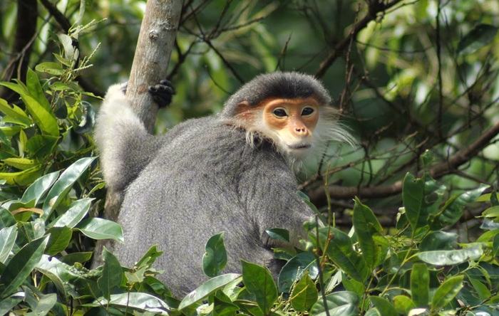 Phong thủy 2028 theo lịch âm là năm Mậu Thân – năm con Khỉ.