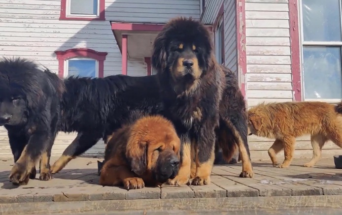 Phong thủy 2030 là năm Canh Tuất – năm con Chó.